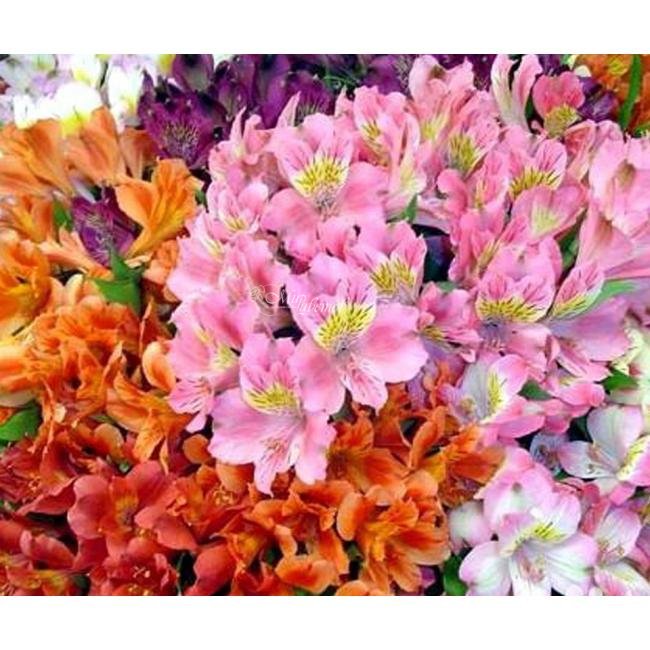 Альстромерия