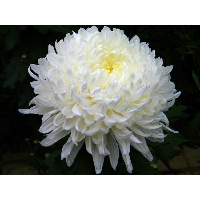 Хризантема