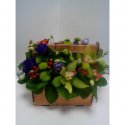 Композиция в кашпо «Хорошее настроение»