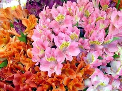 Альстромерия